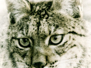 En busca del Lince