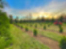 Tree Farm.jpg