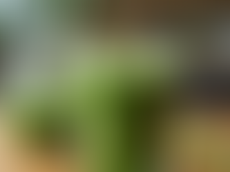 The Benefits of a Juice Detox for Your Body