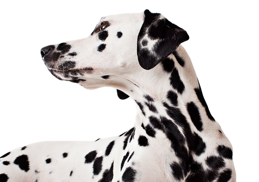 Dalmatian%20Dog_edited.png