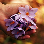 Floral fragrance of incense stiks or agarbatti