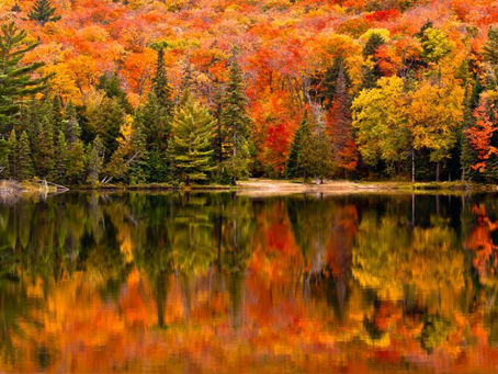See the Changing Leaves