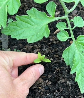 Weeding-tomatoes.jpeg