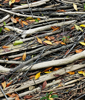 brush-removal-bellingham-wa (1).jpeg