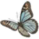 butterfly 3.png