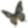 butterfly 6.png