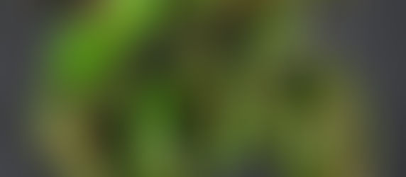 Padron Peppers | How to Cook Padron Peppers | Easy Padron Pepper Recipe | Charred Peppers Recipe