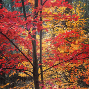 Autumn Colors