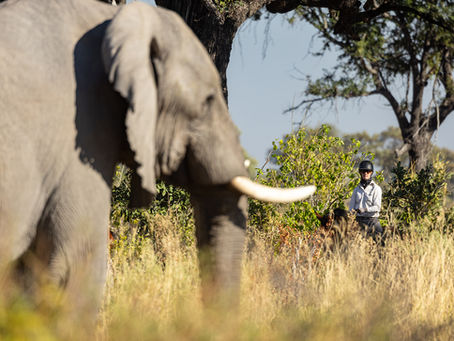 What It Takes to Become a Safari Horse at Okavango Horse Safaris 