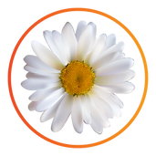 icon - daisy.png