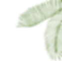 Leaves BG Image
