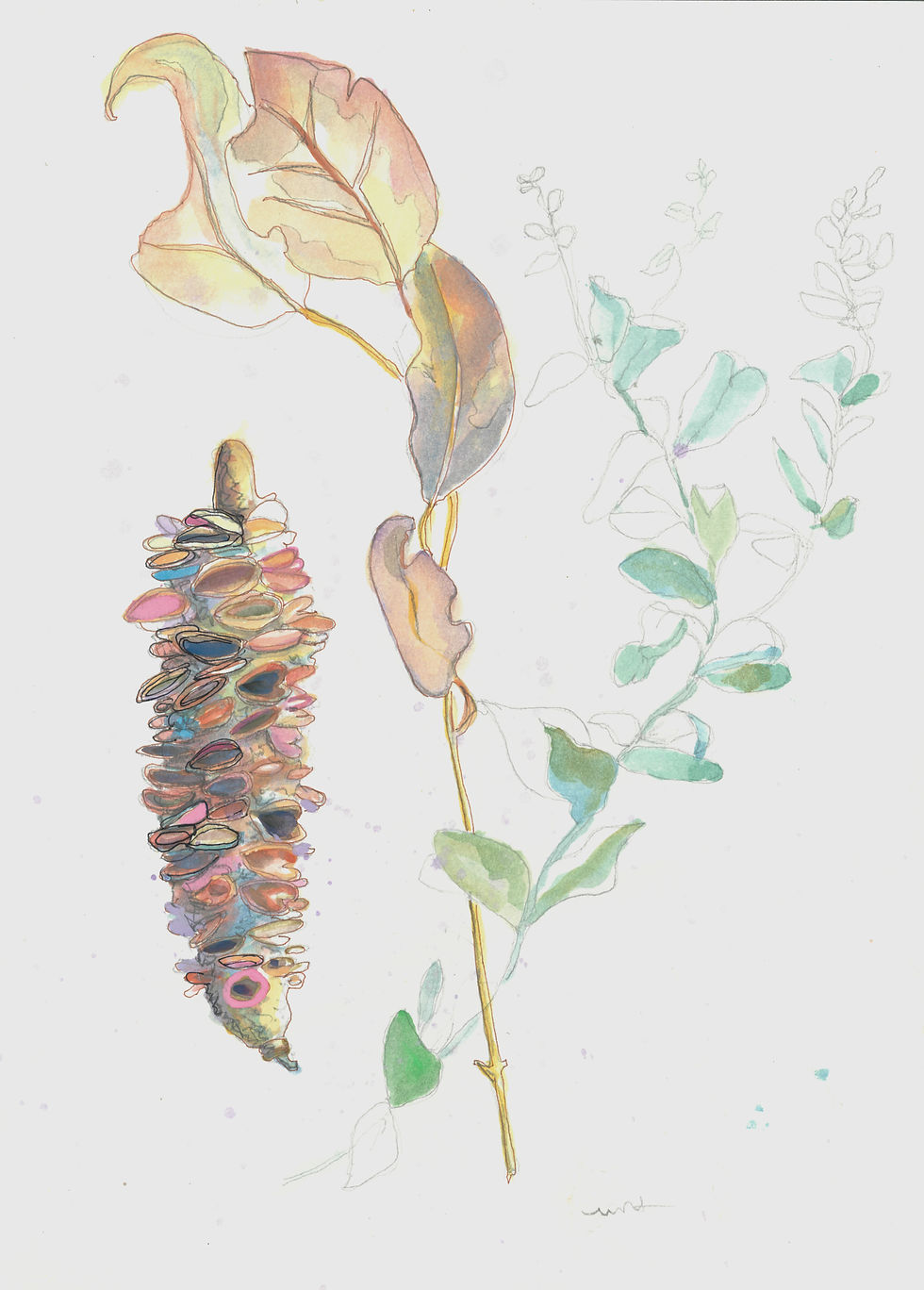 Original A3 Banksia Seed