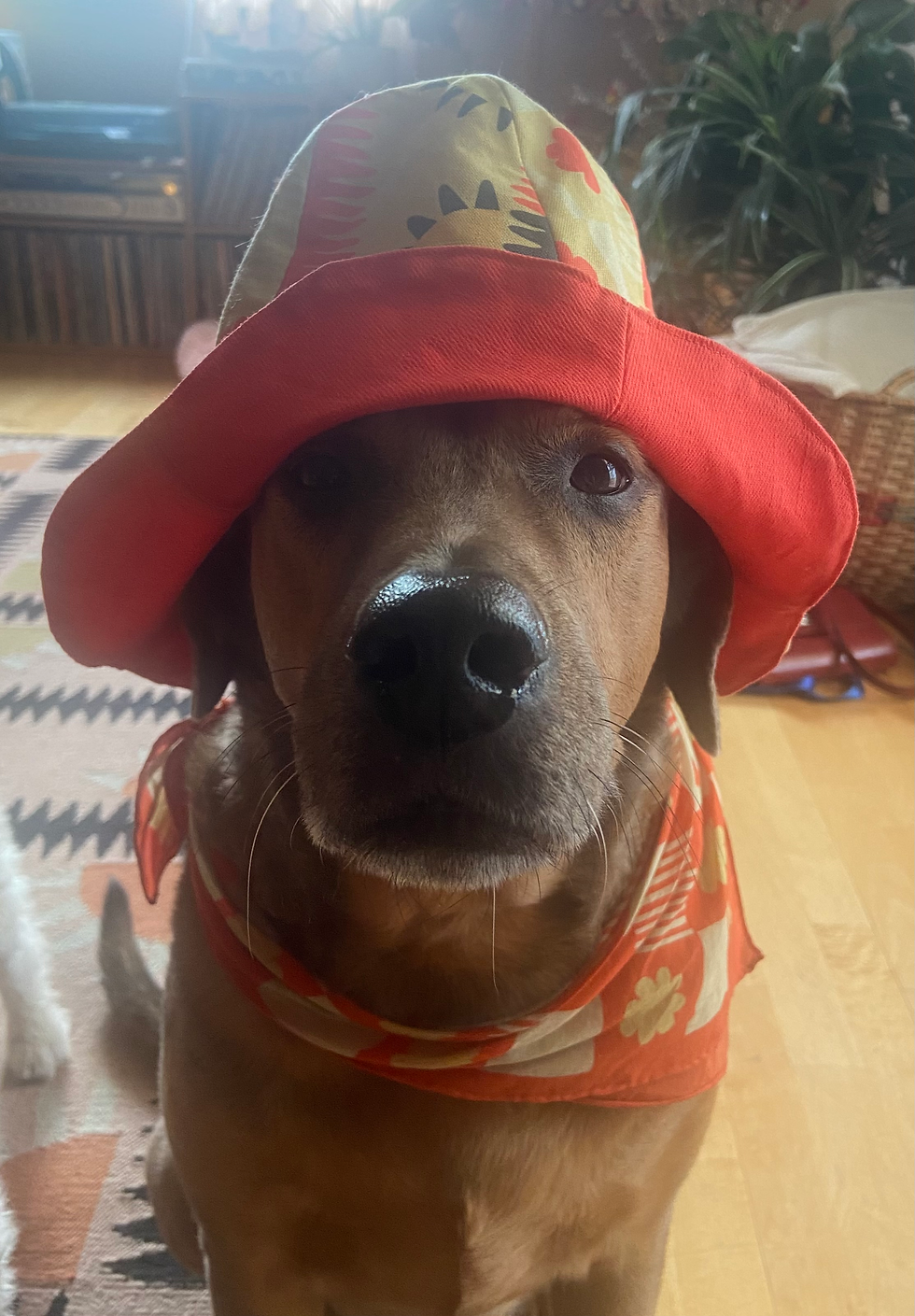 Thumbnail: Tulip Hat