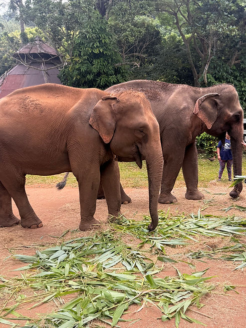 elephants.jpg