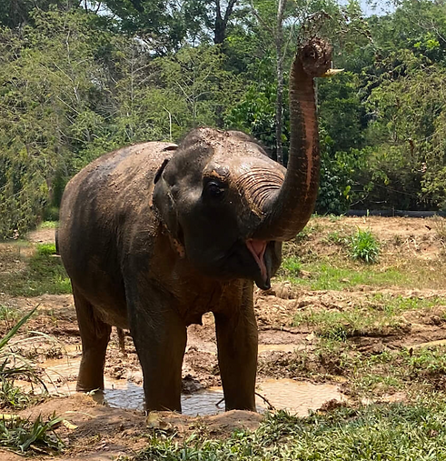 elephant.png