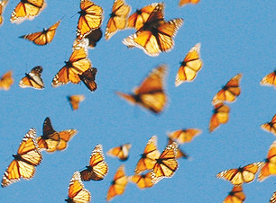 monarch migration.jpg