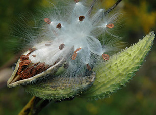 Milkweed Pods.jpg