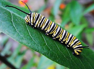 Monarch Caterpillar.jpg