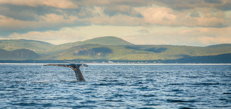 Baleine Balèze