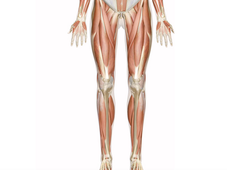Understanding Anatomy: The Basics of Muscle Function and Its Effect on Your Recovery