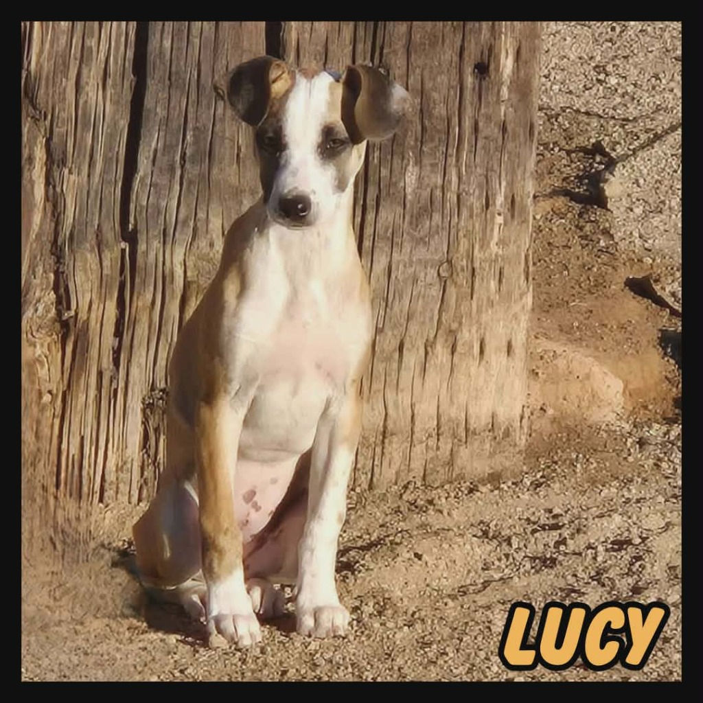 Lucy