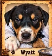 Wyatt Earp