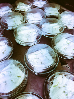 Seedlings