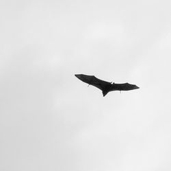 Flying fox