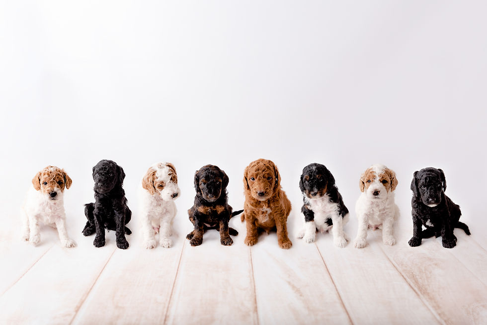 Toy goldendoodle puppies all together.jpg