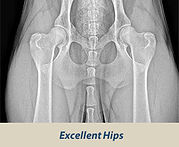 hips_excellent-300x250-1.jpeg