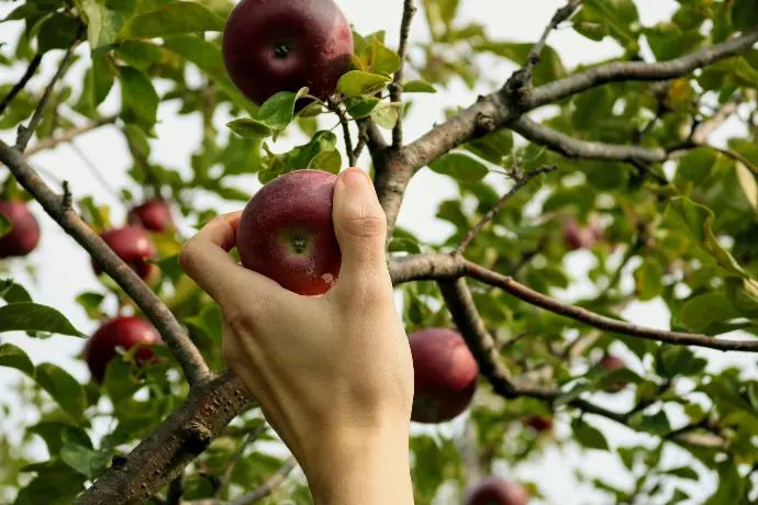 unsplash_bMTC9YFmlNU_picking.webp