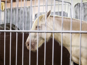 41 aresztowanych za sprzedaż nielegalnej i potencjalnie niebezpiecznej koniny