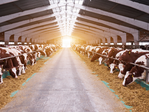 Przejęcie we Włoszech bydła o wartości 1 mln euro z powodu złych warunków i braku identyfikowalności