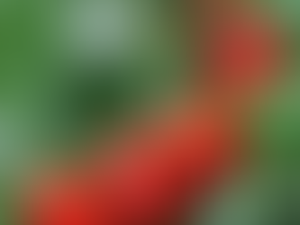 OLAF pomaga w postawieniu przed sądem grupy odpowiedzialnej za oszustwa z pomidorami w tle