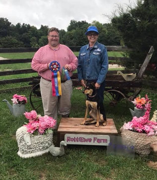 Patriot, working kelpie, High in Trial, Advanced Sheep