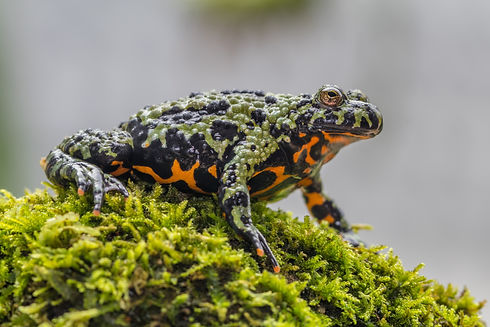 The Oriental fire bellied toad or Bombina orientalis.jpg