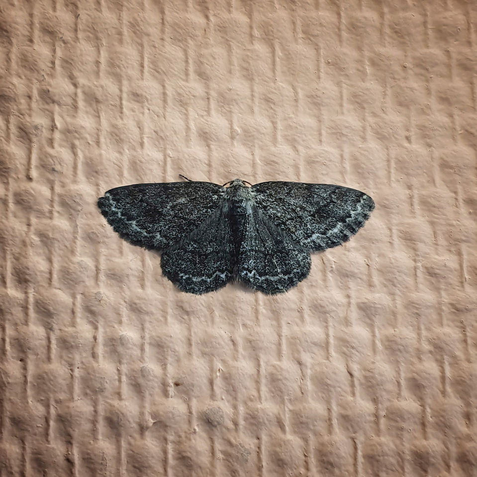 Zdjęcie ćmy na geometrycznej tapecie 