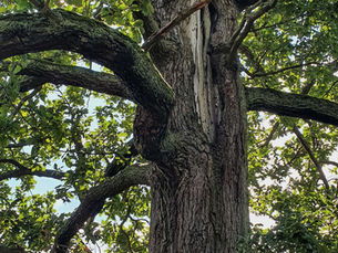Miejsca Mocy: Saksońska Szwajcaria