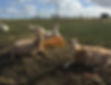 93281747_2527610097503307_414644732690432000_n_edited.jpg