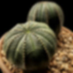 Thumbnail: Euphorbia Obesa