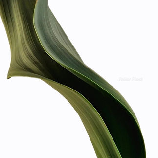The leaf of a welwitschia mirabilis seen up close. the long folded leaf almost creates a tube as the edges of the long leaf curve towards one another. It curves through the image from top left to bottom right in a scuptural fashion. The leaf is a dark matt green with a linear texture similar to an unglazed ceramic vase. 