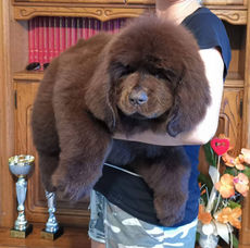 Indiana Newfoundland