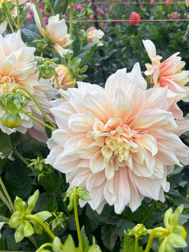 Breakout - Dahlia Tuber | Sunshine Blooms Farm