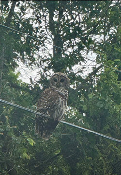 Bird Watching 1