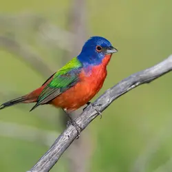 Bird Watching 4