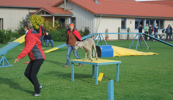 Agility tenerife