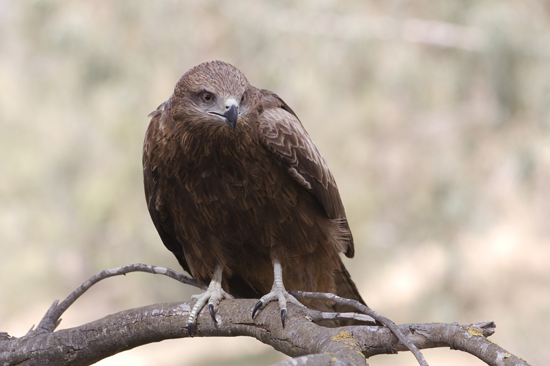 In Search of the Peregrine Falcon