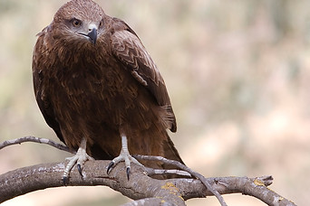 Falcon