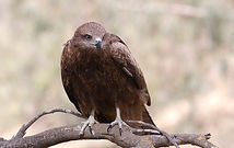 Falcon
