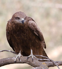 Bird Watching Woodland,Ca Peterson Notary Apostille